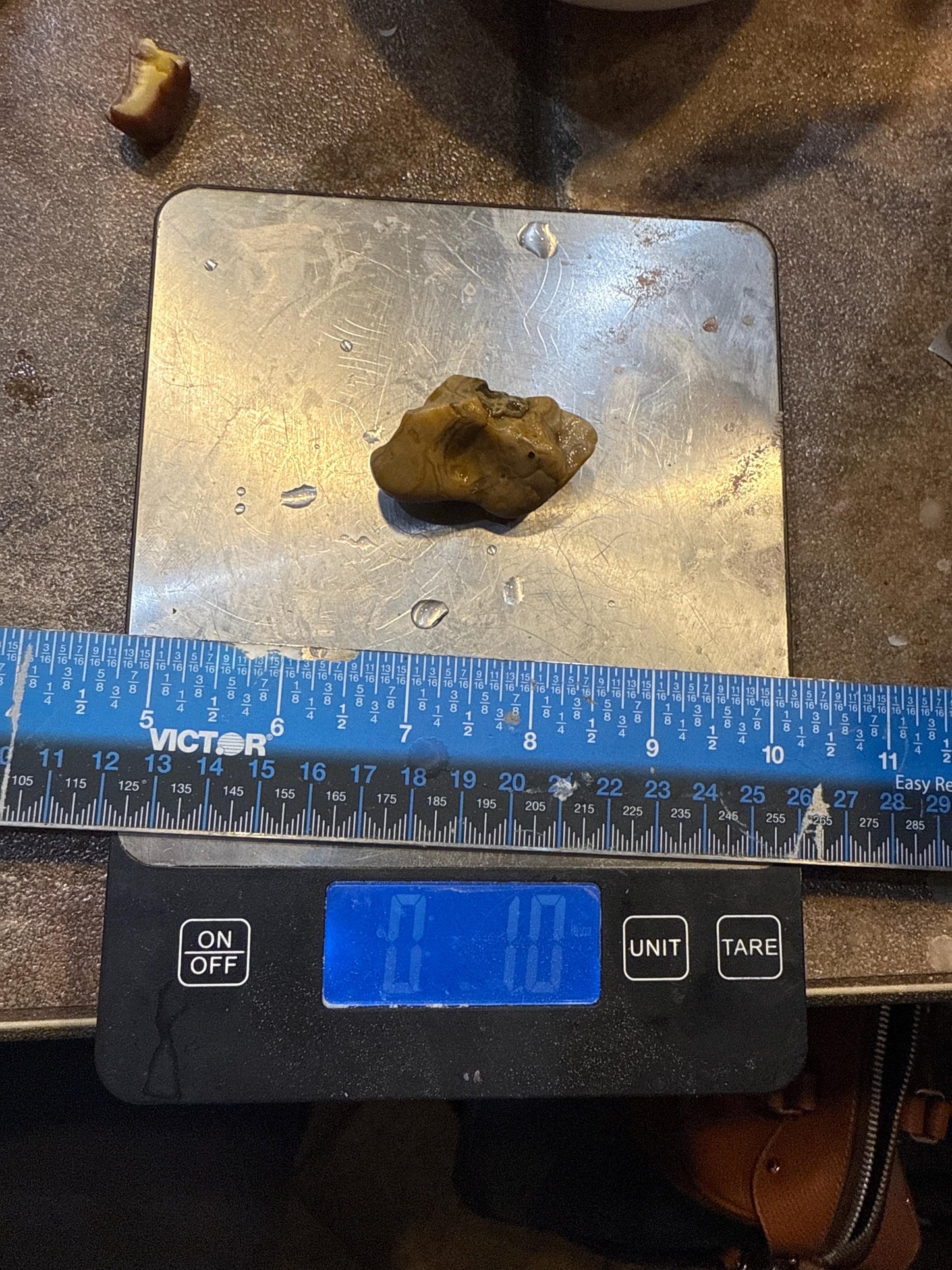 Golden Bloom – 1 oz Mississippi Agate with Natural Botryoidal Surface