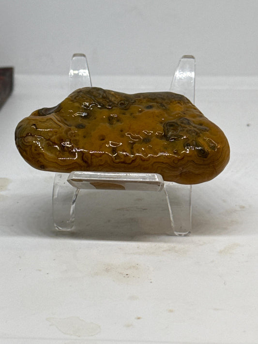 Golden Swirl | Mississippi Agate – 2.4 oz Collector’s Specimen